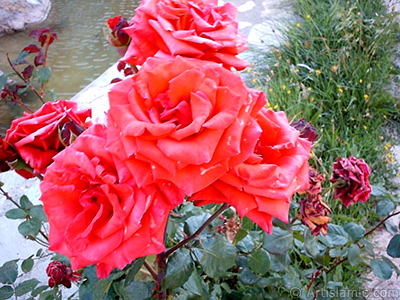 Red rose photo. <i>(Family: Rosaceae, Species: Rosa)</i> <br>Photo Date: January 2002, Location: Turkey/Istanbul-Uskudar, By: Artislamic.com