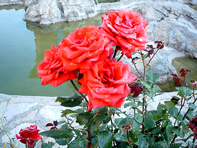 Red rose photo. <i>(Family: Rosaceae, Species: Rosa)</i> <br>Photo Date: January 2002, Location: Turkey/Istanbul-Uskudar, By: Artislamic.com