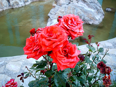 Red rose photo. <i>(Family: Rosaceae, Species: Rosa)</i> <br>Photo Date: January 2002, Location: Turkey/Istanbul-Uskudar, By: Artislamic.com