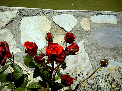 Red rose photo. <i>(Family: Rosaceae, Species: Rosa)</i> <br>Photo Date: January 2002, Location: Turkey/Istanbul-Uskudar, By: Artislamic.com