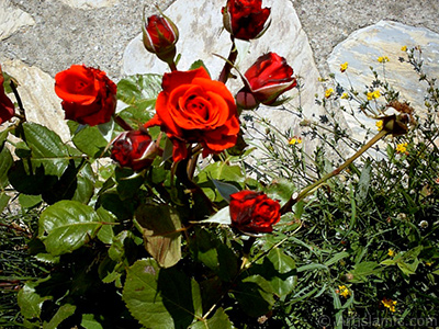 Red rose photo. <i>(Family: Rosaceae, Species: Rosa)</i> <br>Photo Date: January 2002, Location: Turkey/Istanbul-Uskudar, By: Artislamic.com