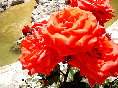 Red rose photo. <i>(Family: Rosaceae, Species: Rosa)</i> <br>Photo Date: January 2002, Location: Turkey/Istanbul-Uskudar, By: Artislamic.com