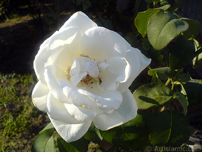 White rose photo. <i>(Family: Rosaceae, Species: Rosa)</i> <br>Photo Date: August 2008, Location: Turkey/Yalova-Termal, By: Artislamic.com