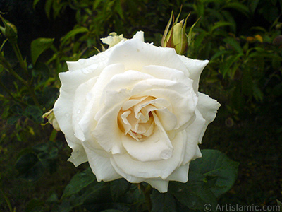 White rose photo. <i>(Family: Rosaceae, Species: Rosa)</i> <br>Photo Date: May 2007, Location: Turkey/Tekirdag, By: Artislamic.com