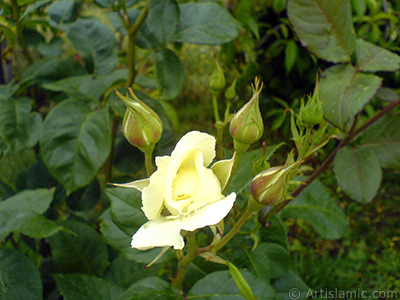White rose photo. <i>(Family: Rosaceae, Species: Rosa)</i> <br>Photo Date: May 2007, Location: Turkey/Tekirdag, By: Artislamic.com