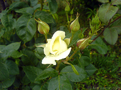 White rose photo. <i>(Family: Rosaceae, Species: Rosa)</i> <br>Photo Date: May 2007, Location: Turkey/Tekirdag, By: Artislamic.com