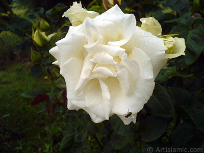 White rose photo. <i>(Family: Rosaceae, Species: Rosa)</i> <br>Photo Date: May 2007, Location: Turkey/Tekirdag, By: Artislamic.com