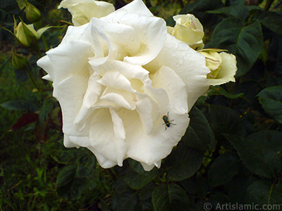 White rose photo. <i>(Family: Rosaceae, Species: Rosa)</i> <br>Photo Date: May 2007, Location: Turkey/Tekirdag, By: Artislamic.com