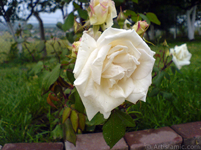 White rose photo. <i>(Family: Rosaceae, Species: Rosa)</i> <br>Photo Date: May 2007, Location: Turkey/Tekirdag, By: Artislamic.com