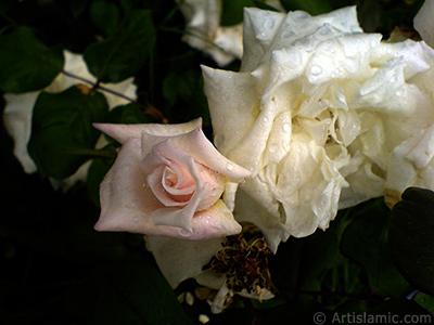 White rose photo. <i>(Family: Rosaceae, Species: Rosa)</i> <br>Photo Date: May 2007, Location: Turkey/Tekirdag, By: Artislamic.com