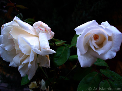 White rose photo. <i>(Family: Rosaceae, Species: Rosa)</i> <br>Photo Date: November 2007, Location: Turkey/Sakarya, By: Artislamic.com