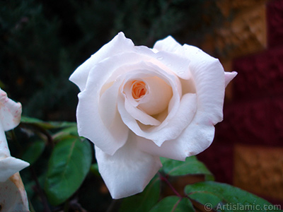 White rose photo. <i>(Family: Rosaceae, Species: Rosa)</i> <br>Photo Date: November 2007, Location: Turkey/Sakarya, By: Artislamic.com