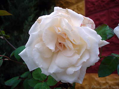 White rose photo. <i>(Family: Rosaceae, Species: Rosa)</i> <br>Photo Date: November 2007, Location: Turkey/Sakarya, By: Artislamic.com