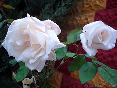 White rose photo. <i>(Family: Rosaceae, Species: Rosa)</i> <br>Photo Date: November 2007, Location: Turkey/Sakarya, By: Artislamic.com