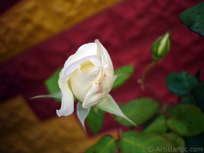 White rose photo. <i>(Family: Rosaceae, Species: Rosa)</i> <br>Photo Date: November 2007, Location: Turkey/Sakarya, By: Artislamic.com