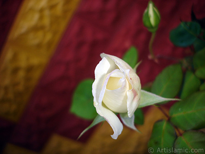 White rose photo. <i>(Family: Rosaceae, Species: Rosa)</i> <br>Photo Date: November 2007, Location: Turkey/Sakarya, By: Artislamic.com