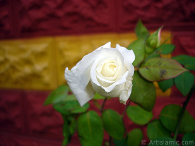 White rose photo. <i>(Family: Rosaceae, Species: Rosa)</i> <br>Photo Date: November 2007, Location: Turkey/Sakarya, By: Artislamic.com