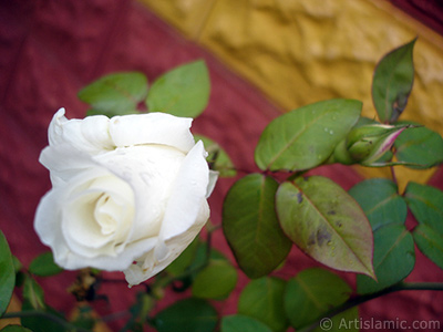 White rose photo. <i>(Family: Rosaceae, Species: Rosa)</i> <br>Photo Date: November 2007, Location: Turkey/Sakarya, By: Artislamic.com