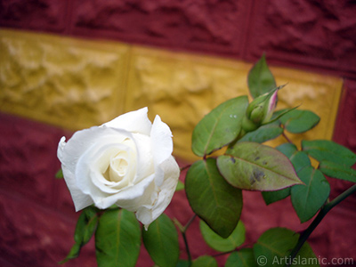 White rose photo. <i>(Family: Rosaceae, Species: Rosa)</i> <br>Photo Date: November 2007, Location: Turkey/Sakarya, By: Artislamic.com