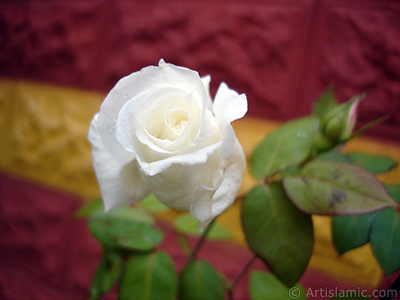 White rose photo. <i>(Family: Rosaceae, Species: Rosa)</i> <br>Photo Date: November 2007, Location: Turkey/Sakarya, By: Artislamic.com