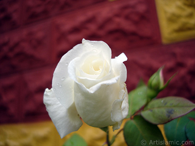 White rose photo. <i>(Family: Rosaceae, Species: Rosa)</i> <br>Photo Date: November 2007, Location: Turkey/Sakarya, By: Artislamic.com