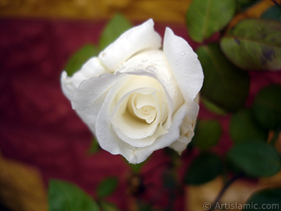 White rose photo. <i>(Family: Rosaceae, Species: Rosa)</i> <br>Photo Date: November 2007, Location: Turkey/Sakarya, By: Artislamic.com