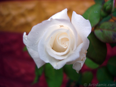 White rose photo. <i>(Family: Rosaceae, Species: Rosa)</i> <br>Photo Date: November 2007, Location: Turkey/Sakarya, By: Artislamic.com