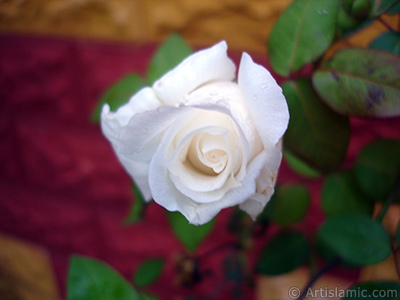 White rose photo. <i>(Family: Rosaceae, Species: Rosa)</i> <br>Photo Date: November 2007, Location: Turkey/Sakarya, By: Artislamic.com