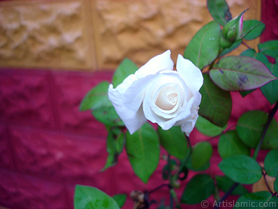 White rose photo. <i>(Family: Rosaceae, Species: Rosa)</i> <br>Photo Date: November 2007, Location: Turkey/Sakarya, By: Artislamic.com