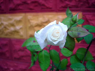 White rose photo. <i>(Family: Rosaceae, Species: Rosa)</i> <br>Photo Date: November 2007, Location: Turkey/Sakarya, By: Artislamic.com