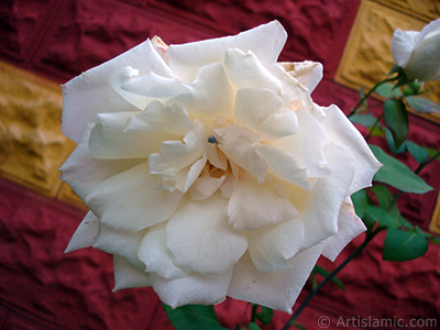 White rose photo. <i>(Family: Rosaceae, Species: Rosa)</i> <br>Photo Date: November 2007, Location: Turkey/Sakarya, By: Artislamic.com