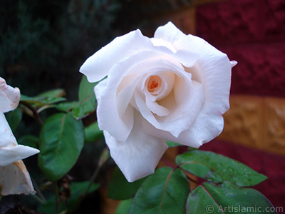 White rose photo. <i>(Family: Rosaceae, Species: Rosa)</i> <br>Photo Date: November 2007, Location: Turkey/Sakarya, By: Artislamic.com