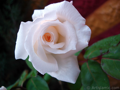 White rose photo. <i>(Family: Rosaceae, Species: Rosa)</i> <br>Photo Date: November 2007, Location: Turkey/Sakarya, By: Artislamic.com