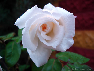 White rose photo. <i>(Family: Rosaceae, Species: Rosa)</i> <br>Photo Date: November 2007, Location: Turkey/Sakarya, By: Artislamic.com