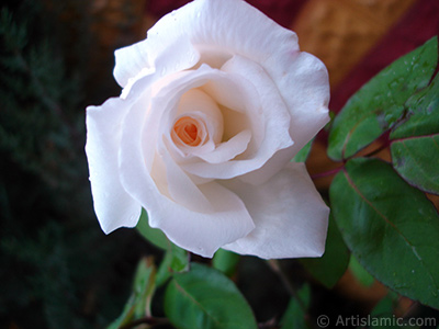 White rose photo. <i>(Family: Rosaceae, Species: Rosa)</i> <br>Photo Date: November 2007, Location: Turkey/Sakarya, By: Artislamic.com