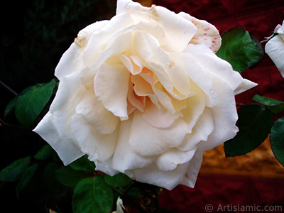 White rose photo. <i>(Family: Rosaceae, Species: Rosa)</i> <br>Photo Date: November 2007, Location: Turkey/Sakarya, By: Artislamic.com