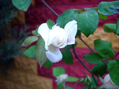 White rose photo. <i>(Family: Rosaceae, Species: Rosa)</i> <br>Photo Date: November 2007, Location: Turkey/Sakarya, By: Artislamic.com