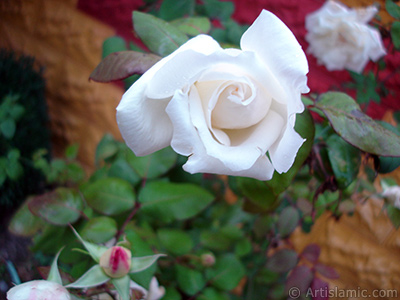 White rose photo. <i>(Family: Rosaceae, Species: Rosa)</i> <br>Photo Date: November 2007, Location: Turkey/Sakarya, By: Artislamic.com