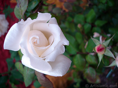 White rose photo. <i>(Family: Rosaceae, Species: Rosa)</i> <br>Photo Date: November 2007, Location: Turkey/Sakarya, By: Artislamic.com