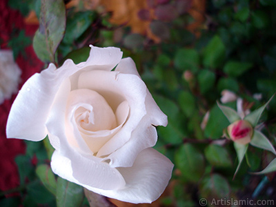 White rose photo. <i>(Family: Rosaceae, Species: Rosa)</i> <br>Photo Date: November 2007, Location: Turkey/Sakarya, By: Artislamic.com