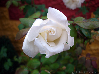 White rose photo. <i>(Family: Rosaceae, Species: Rosa)</i> <br>Photo Date: November 2007, Location: Turkey/Sakarya, By: Artislamic.com