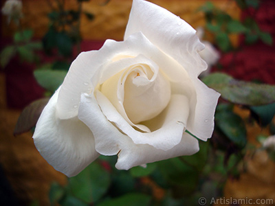 White rose photo. <i>(Family: Rosaceae, Species: Rosa)</i> <br>Photo Date: November 2007, Location: Turkey/Sakarya, By: Artislamic.com