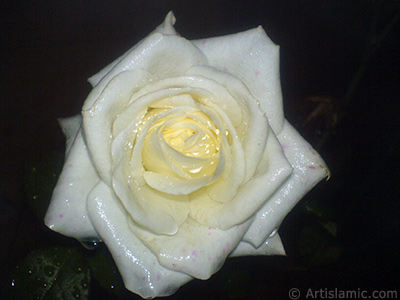 White rose photo. <i>(Family: Rosaceae, Species: Rosa)</i> <br>Photo Date: November 2007, Location: Turkey/Sakarya, By: Artislamic.com