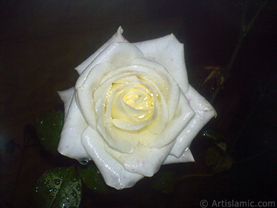 White rose photo. <i>(Family: Rosaceae, Species: Rosa)</i> <br>Photo Date: November 2007, Location: Turkey/Sakarya, By: Artislamic.com