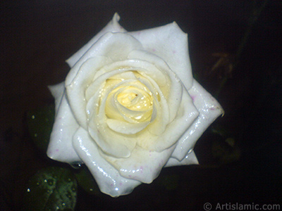Beyaz gl resmi. <i>(Ailesi: Rosaceae, Tr: Rosa)</i> <br>ekim Tarihi: Kasm 2007, Yer: Sakarya, Fotoraf: islamiSanat.net