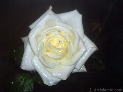 White rose photo. <i>(Family: Rosaceae, Species: Rosa)</i> <br>Photo Date: November 2007, Location: Turkey/Sakarya, By: Artislamic.com