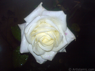 Beyaz gl resmi. <i>(Ailesi: Rosaceae, Tr: Rosa)</i> <br>ekim Tarihi: Kasm 2007, Yer: Sakarya, Fotoraf: islamiSanat.net