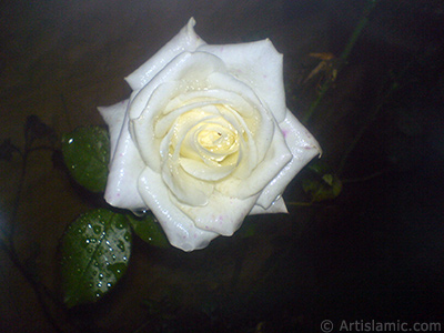 Beyaz gl resmi. <i>(Ailesi: Rosaceae, Tr: Rosa)</i> <br>ekim Tarihi: Kasm 2007, Yer: Sakarya, Fotoraf: islamiSanat.net
