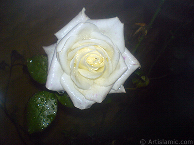 White rose photo. <i>(Family: Rosaceae, Species: Rosa)</i> <br>Photo Date: November 2007, Location: Turkey/Sakarya, By: Artislamic.com