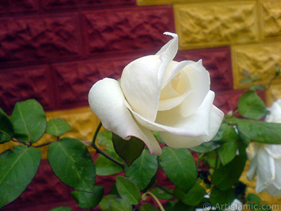 White rose photo. <i>(Family: Rosaceae, Species: Rosa)</i> <br>Photo Date: November 2007, Location: Turkey/Sakarya, By: Artislamic.com